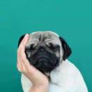 言行一致的葡萄