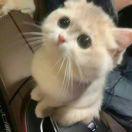 本座又又又破防了