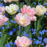 正道的光女士二龙