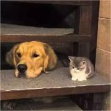 勇敢正直的龙眼